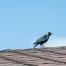 A bird rests on a residential roof, symbolizing the need for seasonal maintenance to prevent residential roof issues in Houston