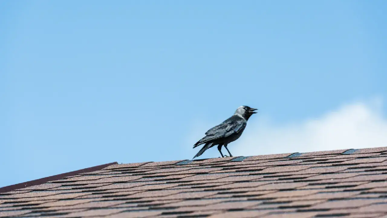 A bird rests on a residential roof, symbolizing the need for seasonal maintenance to prevent residential roof issues in Houston