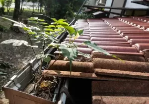Safeguard Your Home: The Consequences of Clogged or Damaged Rain Gutters 3 rain gutter issues clogging