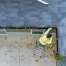 A professional roofer clears clogged rain gutters to prevent damage issues, showcasing proactive maintenance
